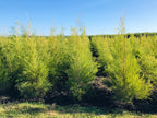Organic Tea Tree Essential Oil (Melaleuca Alternifolia) 20ml